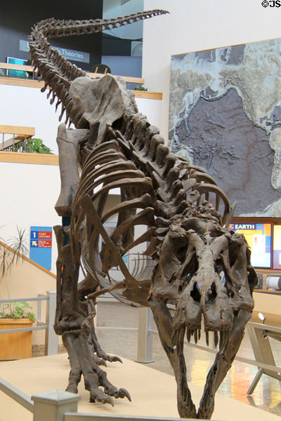 Tyrannosaurus rex replica skeleton at New Mexico Museum of Natural History & Science. Albuquerque, NM.