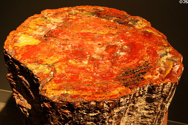 Polished petrified tree stump at New Mexico Museum of Natural History & Science. Albuquerque, NM.