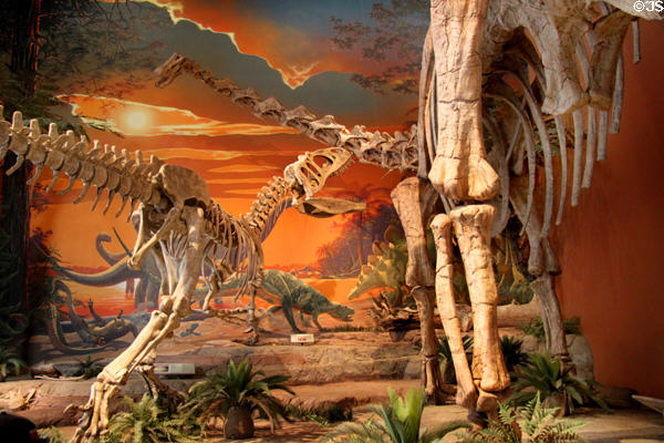 Skeleton Of Smaller Saurophaganax Attacks Seismosaurus At New Mexico Museum Of Natural History