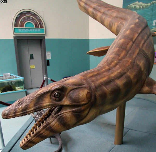 Mosasaur marine reptile life-size model by Steven Czerkas at New Mexico Museum of Natural History & Science. Albuquerque, NM.