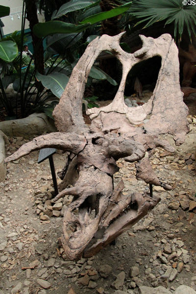 Pentaceratops skull at New Mexico Museum of Natural History & Science. Albuquerque, NM.