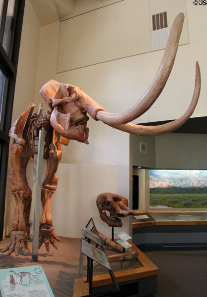 Columbian Mammoth skeleton at New Mexico Museum of Natural History & Science. Albuquerque, NM.