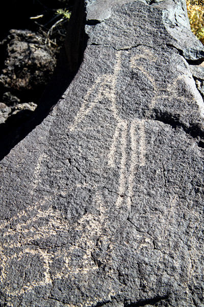 Petroglyph with macaw (1300-1600) at Petroglyph National Monument. Albuquerque, NM.