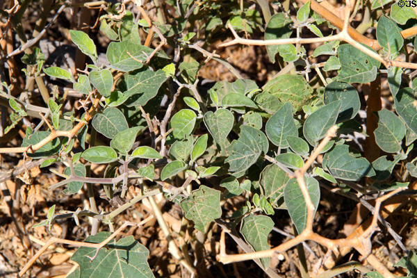 Poisonous Jimsonweed at Petroglyph National Monument. Albuquerque, NM.