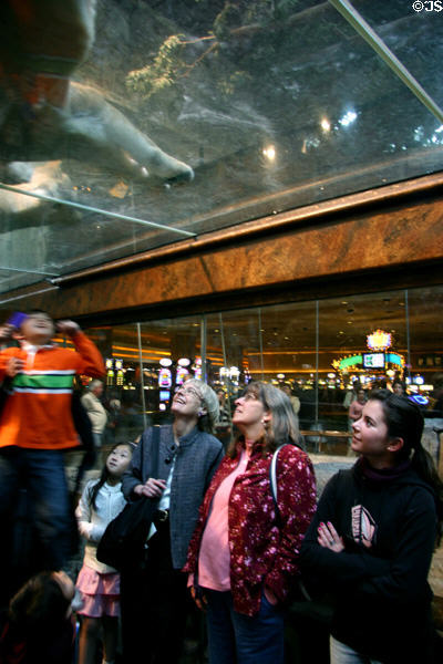 Tourists looking up at live lions in MGM Grand Resort. Las Vegas, NV.