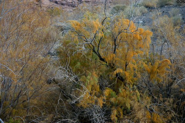 Plant life around Lake Mead. Las Vegas, NV.