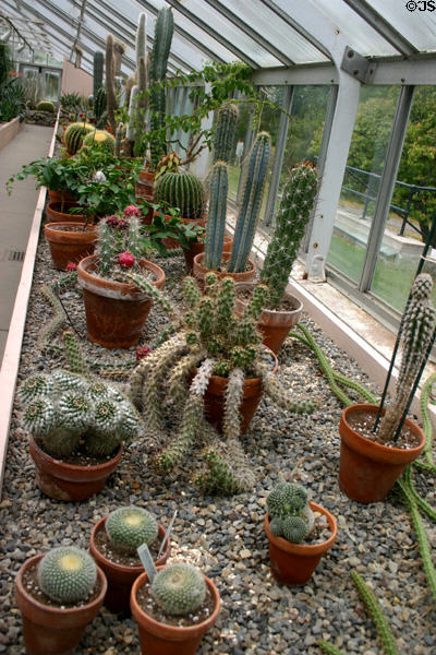 Cactus display in conservatory of Botanical Gardens. Buffalo, NY.
