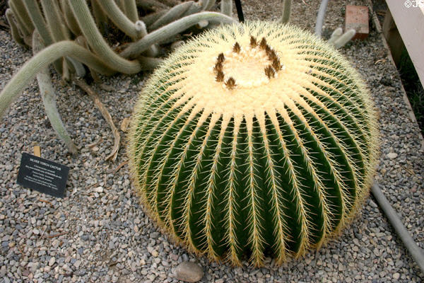 Barrel cactus in conservatory of Botanical Gardens. Buffalo, NY.