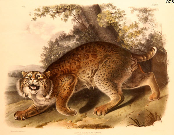 Common American Wild Cat (<i>Lynx Rufus Guldenstaed</i>) graphic (1842) John James Audubon & John Woodhouse Audubon at Rockwell Museum of Art. Corning, NY.