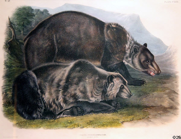 Grizzly Bear (<i>Ursus-Ferox</i>) graphic (1848) John James Audubon & John Woodhouse Audubon at Rockwell Museum of Art. Corning, NY.