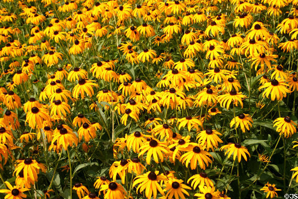 Summer flowers at Locust Grove Gardens. Poughkeepsie, NY.