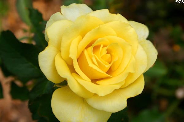 Yellow rose in rose garden at Lyndhurst. Tarrytown, NY.