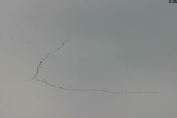 Geese in V formation over Elmira College. Elmira, NY.