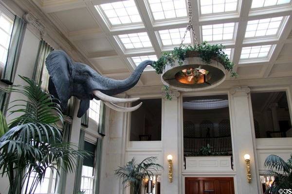 Replica elephant head & tusks, based on 1928 trophy from safari in the Sudan, hanging in conservatory at Eastman House. Rochester, NY.