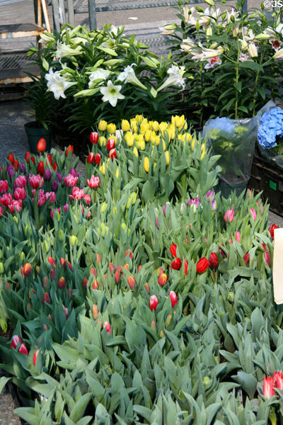 Flower market on Union Square. New York, NY.