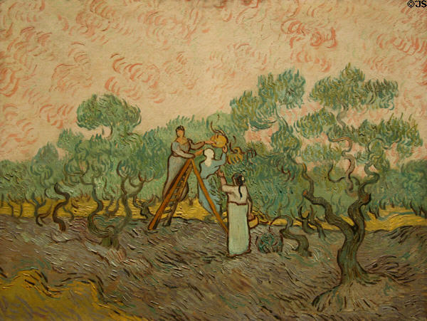 Women Picking Olives (1889-90) by Vincent van Gogh at Metropolitan Museum of Art. New York, NY.