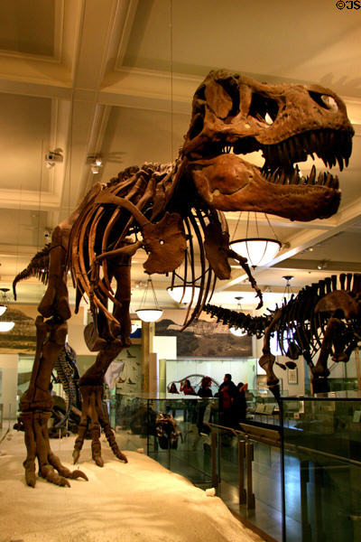 Tyrannosaurus rex of Late Cretaceous (65 million years ago) era found in Montana at American Museum of Natural History. New York, NY.