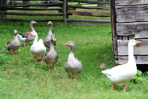 Geese on Powell Farm at Old Bethpage Village. Old Bethpage, NY.