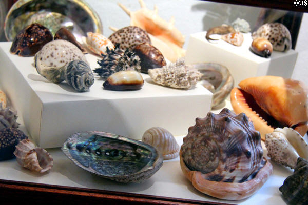 Sea shell collection at Annie Cooper Boyd House museum. Sag Harbor, NY.