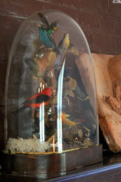 Mounted birds under glass dome in Gun Room at Roosevelt's House Sagamore Hill NHS. Cove Neck, NY.