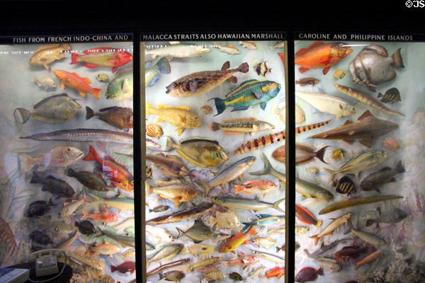 Specimen fish with original colors replicated by an expedition artist in Hall of Fishers at Vanderbilt Mansion. Centerport, NY.