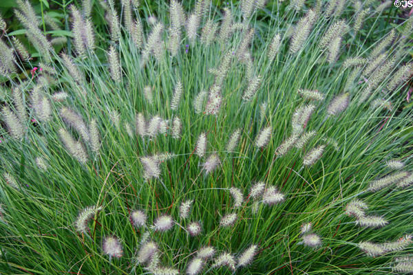 Hameln Fountain Grass at Toledo Botanical Garden. Toledo, OH.