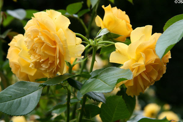 Yellow roses in Wildwood Manor House gardens. Toledo, OH.