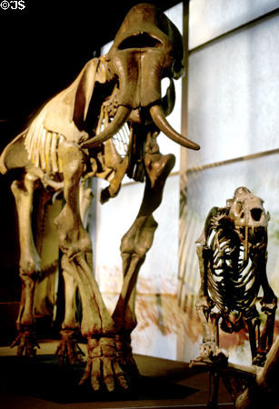 Mastodon skeleton at Museum of Natural History. Cleveland, OH.