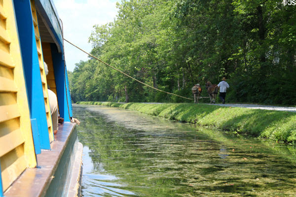 Mules pulling General Harrison of Piqua canal boat along restored section of Miami & Erie Canal. Piqua, OH.