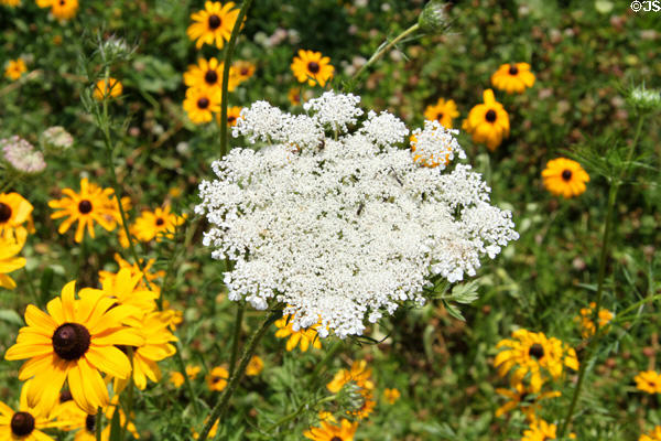 Daisies & Queen Anne's Lace at Historic Kirtland Village. Kirtland, OH.