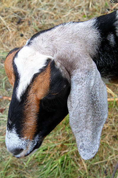 Goat at Lake Metroparks Farmpark. Kirtland, OH.