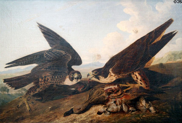 Peregrine Falcons painting (c1827) by John James Audubon at Cleveland Museum of Art. Cleveland, OH.