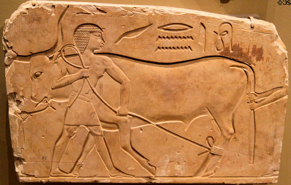 Limestone relief of Man Trussing an Ox (667-647 BCE) Egyptian New Kingdom, Dynasty 25-26 from Thebes at Cleveland Museum of Art. Cleveland, OH.