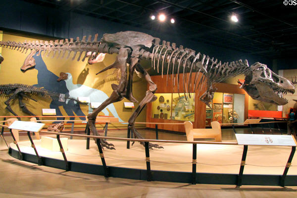 Tyrannosaurus rex cast skeleton at Cleveland Museum of Natural History. Cleveland, OH.