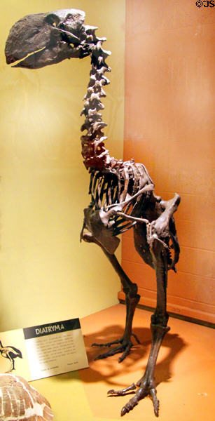 Diatryma, flightless bird, Eocene epoch fossil skeleton at Cleveland Museum of Natural History. Cleveland, OH.