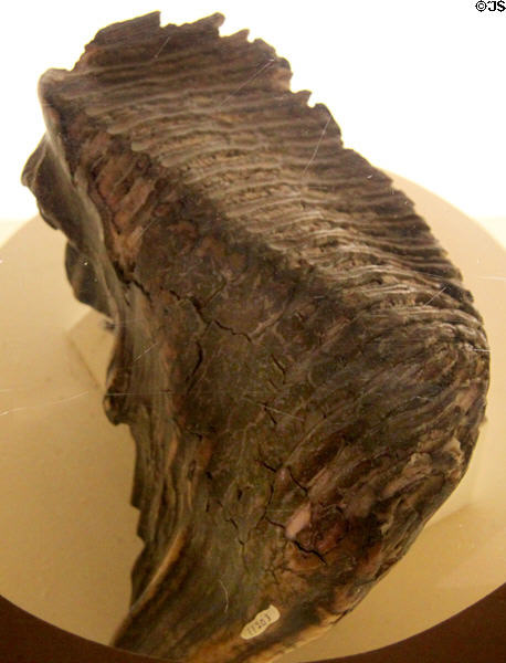 Mammoth tooth fossil (Late Pleistocene) at Cleveland Museum of Natural History. Cleveland, OH.