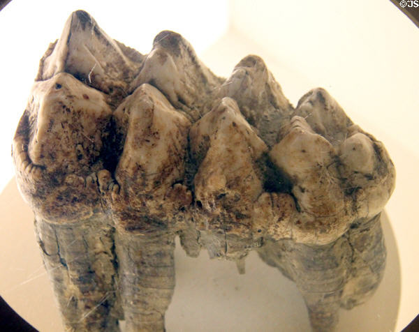 American Mastodon tooth fossil (Late Pleistocene) at Cleveland Museum of Natural History. Cleveland, OH.
