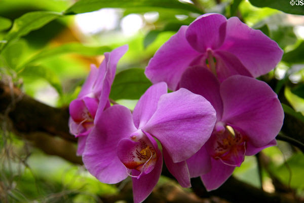 Orchid in Crystal Bridge Tropical Conservatory of Myriad Botanical Gardens. Oklahoma City, OK.