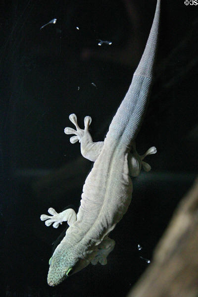 Standing's Day Gecko (<i>Phelsuma standingi</i>) in Crystal Bridge Tropical Conservatory of Myriad Botanical Gardens. Oklahoma City, OK.