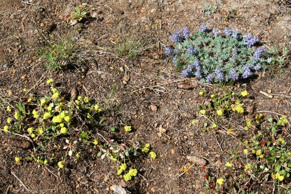 Wildflowers at Crater Lake National Park. OR.