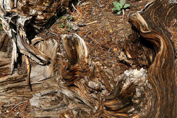 Twisted wood at Crater Lake National Park. OR.