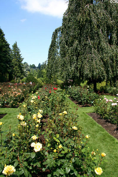 Landscape of Portland Rose Garden in Washington Park. Portland, OR.