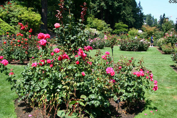 Rose bushes in Portland Rose Garden. Portland, OR.