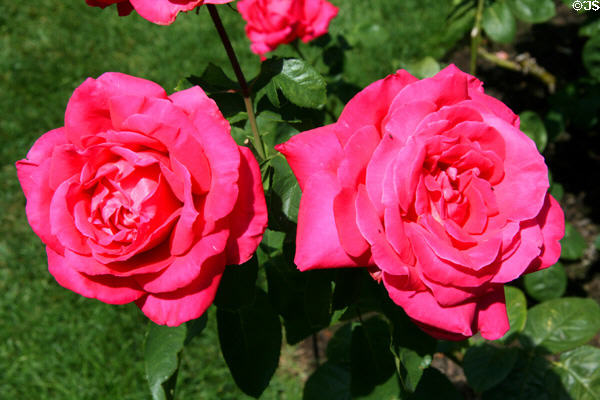 Pink roses in Portland Rose Garden. Portland, OR.