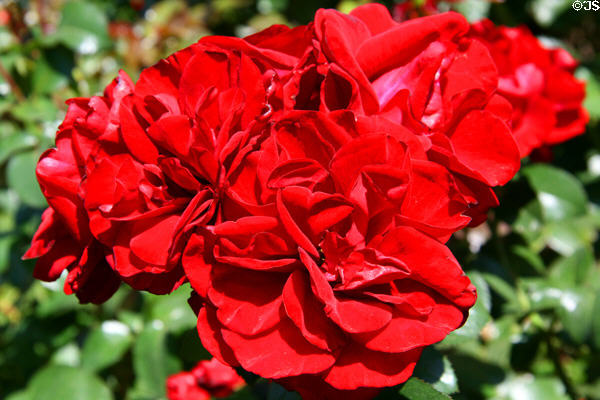 Red roses in Portland Rose Garden. Portland, OR.