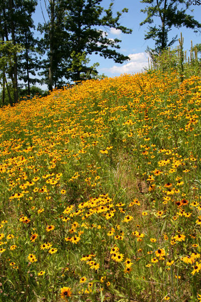 Landscape around Gettysburg National Military Park Visitor Center covered in wild flowers. Gettysburg, PA.