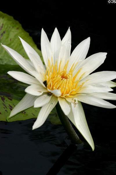 White waterlily (nymphaea) flowers at Longwood Gardens. Kennett Square, PA.