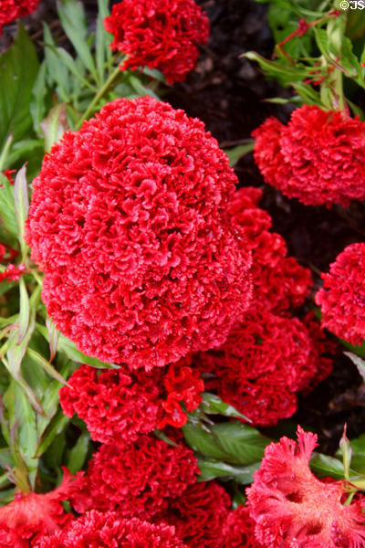 Scarlet celosia at Longwood Gardens. Kennett Square, PA.