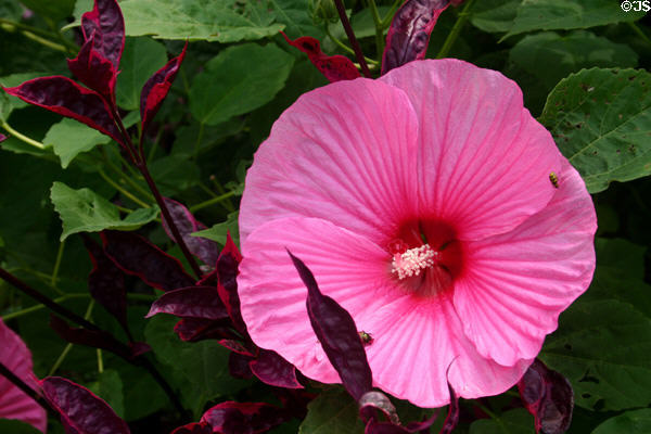 Hibiscus at Longwood Gardens. Kennett Square, PA.