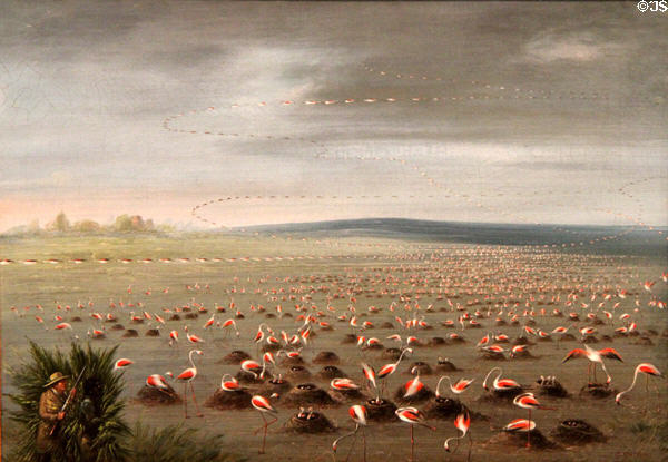 Ambush for Flamingos painting (c1856-7) by George Catlin at Carnegie Museum of Art. Pittsburgh, PA.
